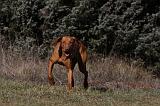 VIZSLA poil court 054